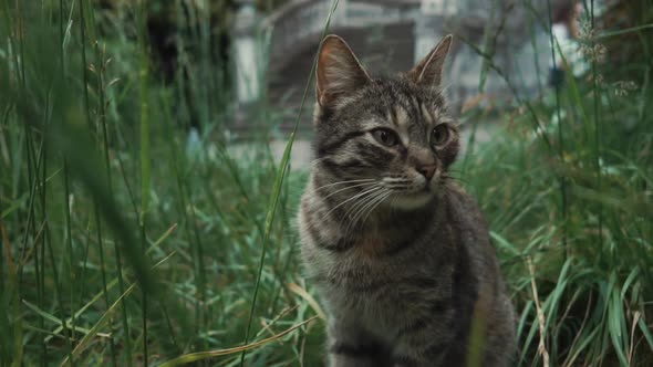 Cute Grey Tabby Cat Is Sitting in Lawn in Grass in Yard, Close-up alt