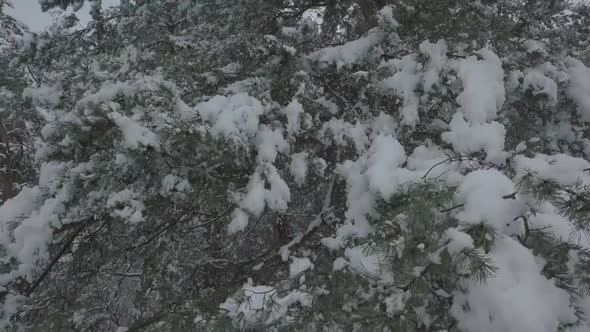 Drone Flight in a Snowy Forest in Cloudy Weather