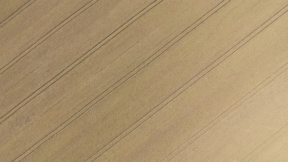 Field crop of wheat before being harvested 4K aerial video