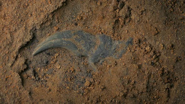 velociraptor claw fossil