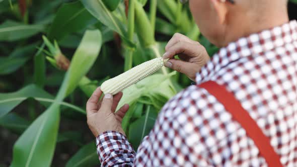Agriculture Corn Farm Harvest Ecological Farmer Organic Horticulture Producing Food And Crop