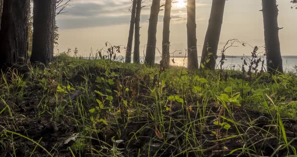 Wild Forest Lake Timelapse at the Summer Time alt