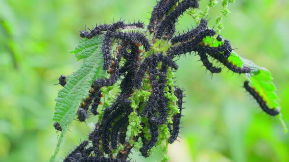 A Lot of Black Caterpillars of the Peacock Butterfly on Nettles Closeupblurred Background alt