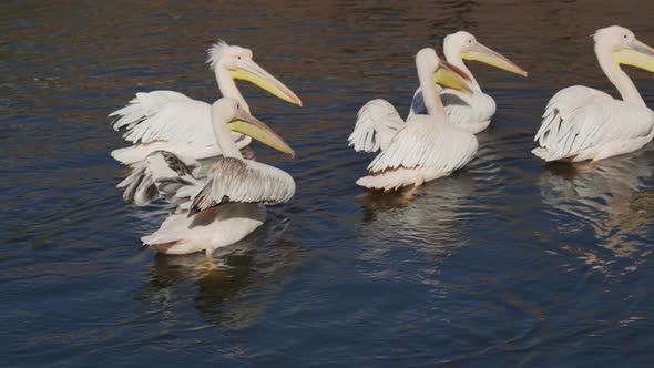 Pelican Family Drying Their Wings in Wind on a Sunny Day While Swimming in Water