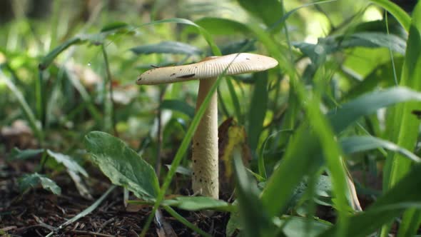 Inedible mushroom among the green grass in the forest. Close-up. alt
