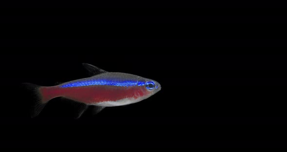 Red-blue fish