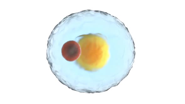 A Fat cell isolated on a white background