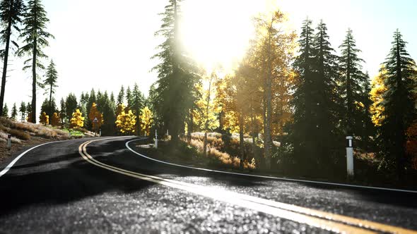 Forest Road Under Sunset Sunbeams alt