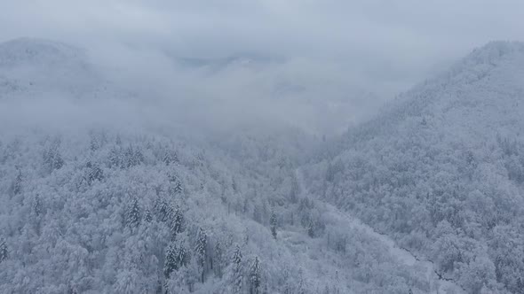 Aerial shot: spruce and pine winter forest completely covered by snow. alt