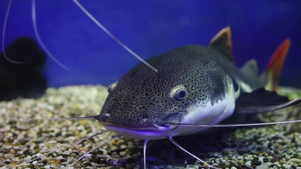 Catfish Swims In An Aquarium With A Backlight alt