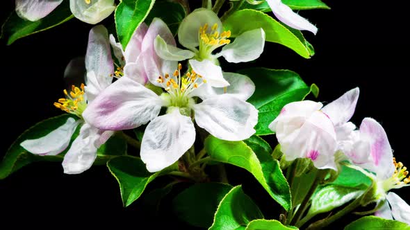 Pink Apple Flowers Blooming in Time Lapse on a Black Background. Spring Tree Blossoms alt
