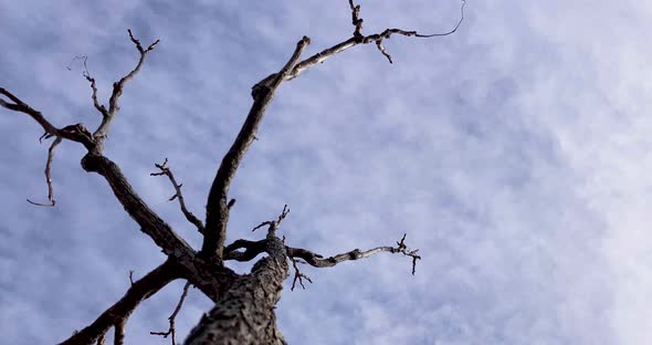 An oak tree stands as the clouds fly above in this short time lapse. alt