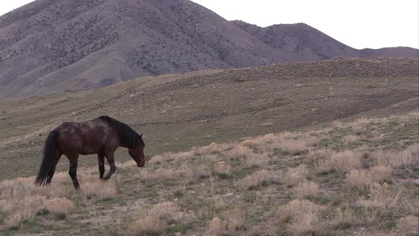 Panning view of single wild horse walking up a hill. alt