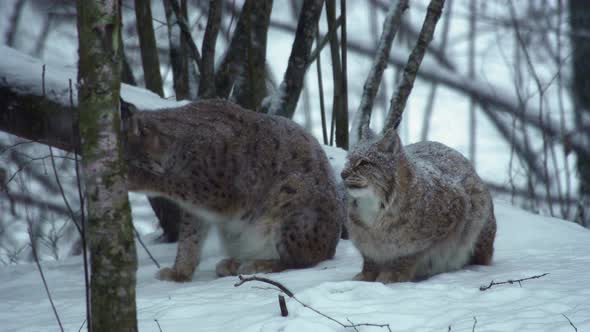 Two Snowcovered Eurasian Lynxes Sit in the Winter Forest and Lick Their Paws alt