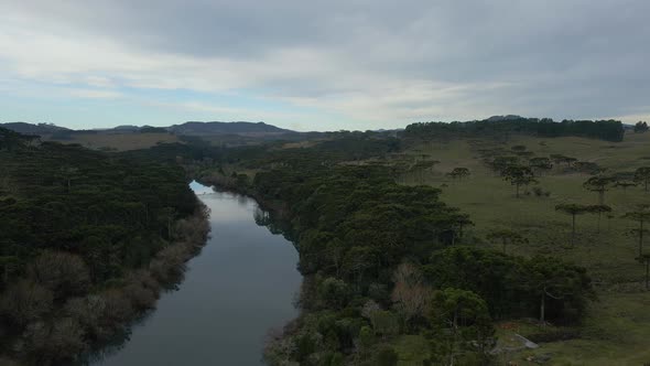 Rural Area in Southern Brazil With River and Parana Pine Trees