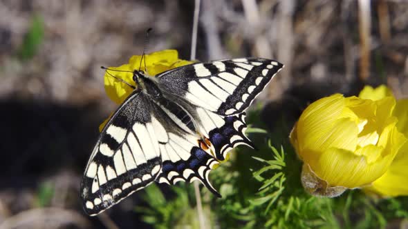 Papilio Machaon the Old World Swallowtail Butterfly Sitting on a Yellow Flower in the Garden