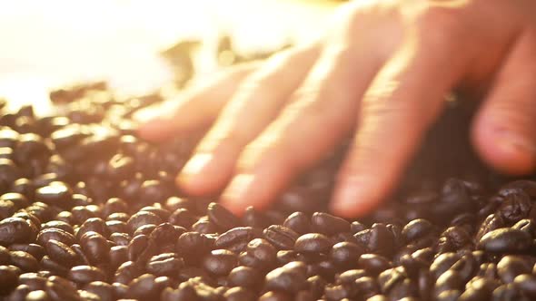 Closeup of hands holding fresh roasted coffee beans and falling on a bag rag surface. alt