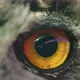 [Horned Owl Close up slow blink eye]Horned Owl Close up slow blink eye - VideoHive Item for Sale