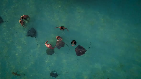 Aerial view of people swimming with sharks and rays. alt