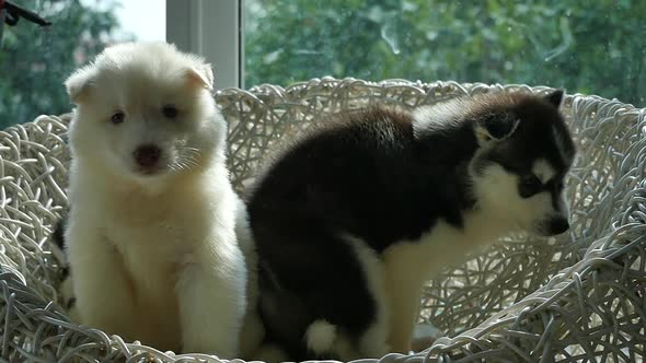 Group Of Siberian Husky Puppies Sitting On White Wicker Chair Under Sunlight  alt