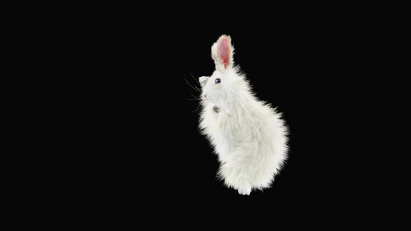 Rabbit Dancing HD alt