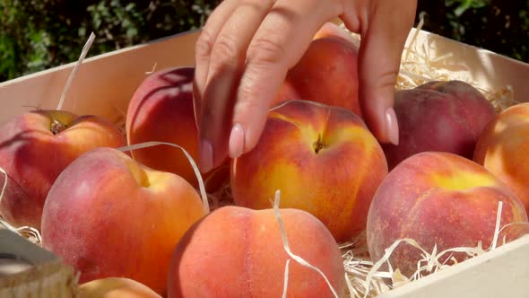 Hand Takes Ripe Juicy Peach From a Wooden Box alt