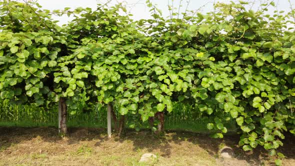 Kiwi Fruit Plant Agriculture alt