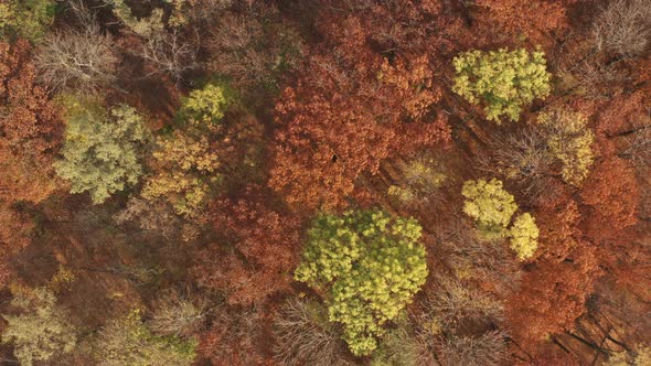 Autumn forest 06 alt