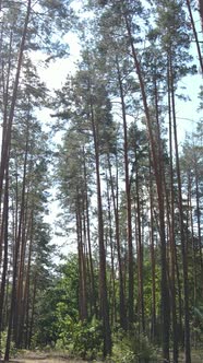 Vertical Video of Green Forest By Day alt