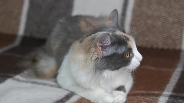 Lovely Colorful Kitten alt