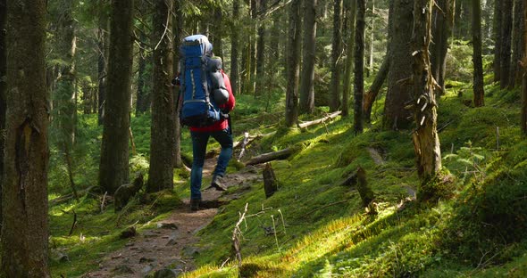 Tourist Guy with a Backpack Walks Along a Trail in a Beautiful Forest alt