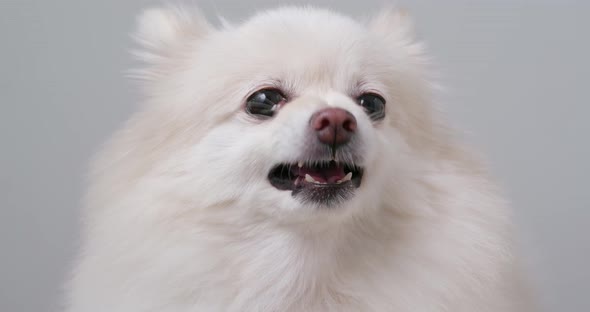 Pomeranian Dog Getting Angry, Stock Footage | VideoHive