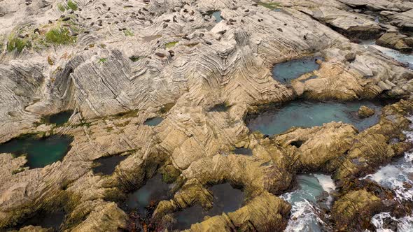 Aerial view of group of Seals at Kaikoura Colony, Canterbury, New Zealand. alt