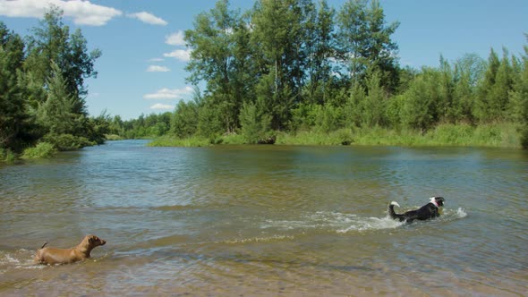 Wide panning shot of a border collie and a sausage dog playing fetch in the Hawkesbury River in slow alt