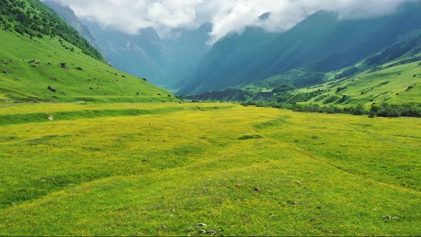 Wildflower Meadow and Mountains alt