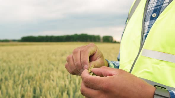 The Hands of the Agronomist Hold the Grain