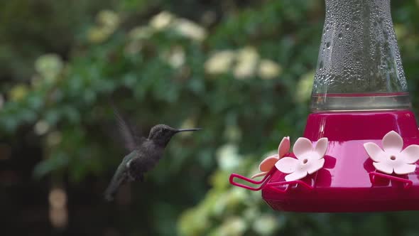 Ana's hummingbird in slow motion alt