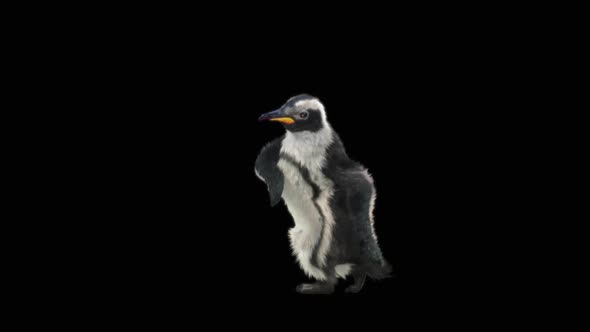 Penguin Dancing HD alt