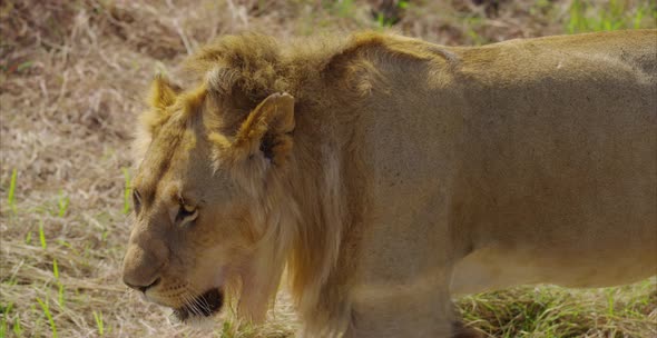 Close up of a lion walking alt