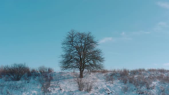 Lonely Winter Tree in the Field