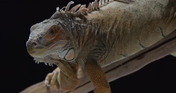 Close Up of a Massive Lizard Looking Around Exotic Wildlife by Silezkiy