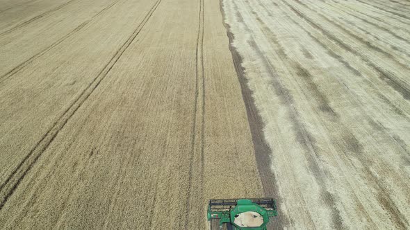 Aerial View of a Harvester That Works in the Field and Collects Ripe Wheat