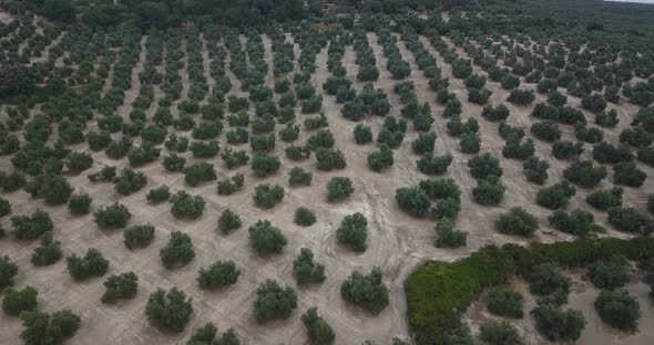 Olive field in Spain. alt