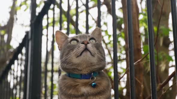 Adorable smoky domestic cat on garden wall