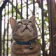 Adorable smoky domestic cat on garden wall - VideoHive Item for Sale