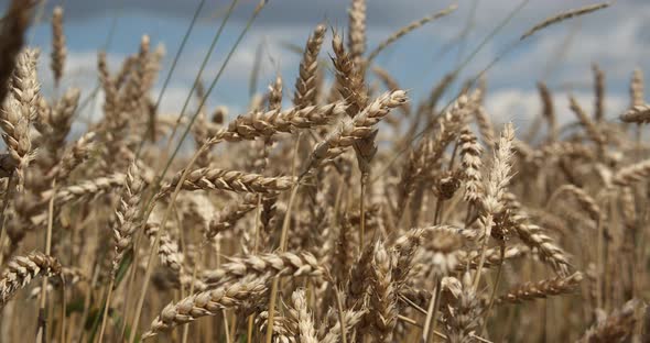 Ripe Ears Of Wheat On The Field At Sunset alt
