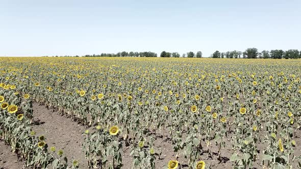 Dry Field with Dried Sunflowers in Summer View alt