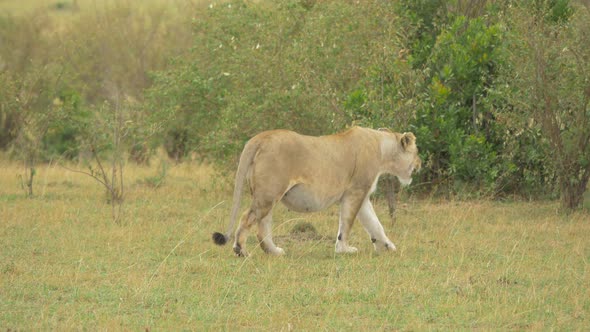 Pregnant lioness in Africa alt