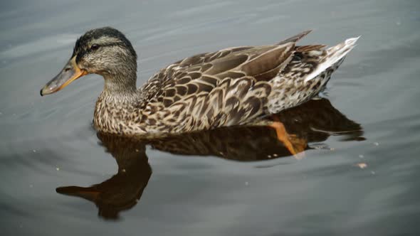 Duck Watching And Swiming Close Up alt