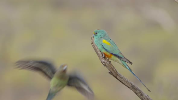 male mulga parrot at gluepot reserve alt